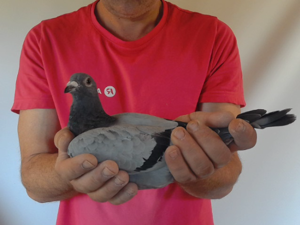 Pigeon image