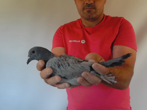 Pigeon image