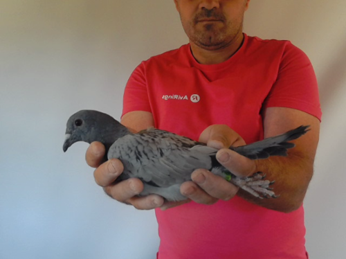 Pigeon image