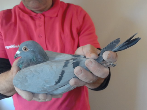 Pigeon image
