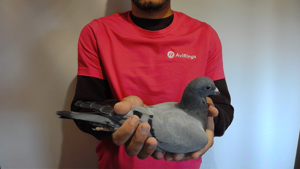 Pigeon image