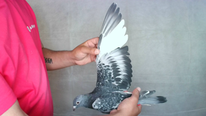 Pigeon image
