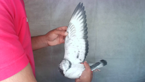 Pigeon image