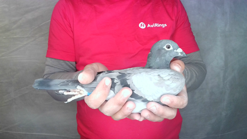Pigeon image