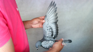Pigeon image