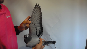 Pigeon image