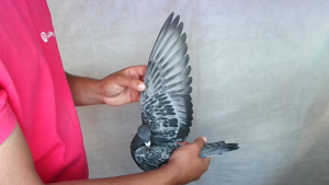 Pigeon image