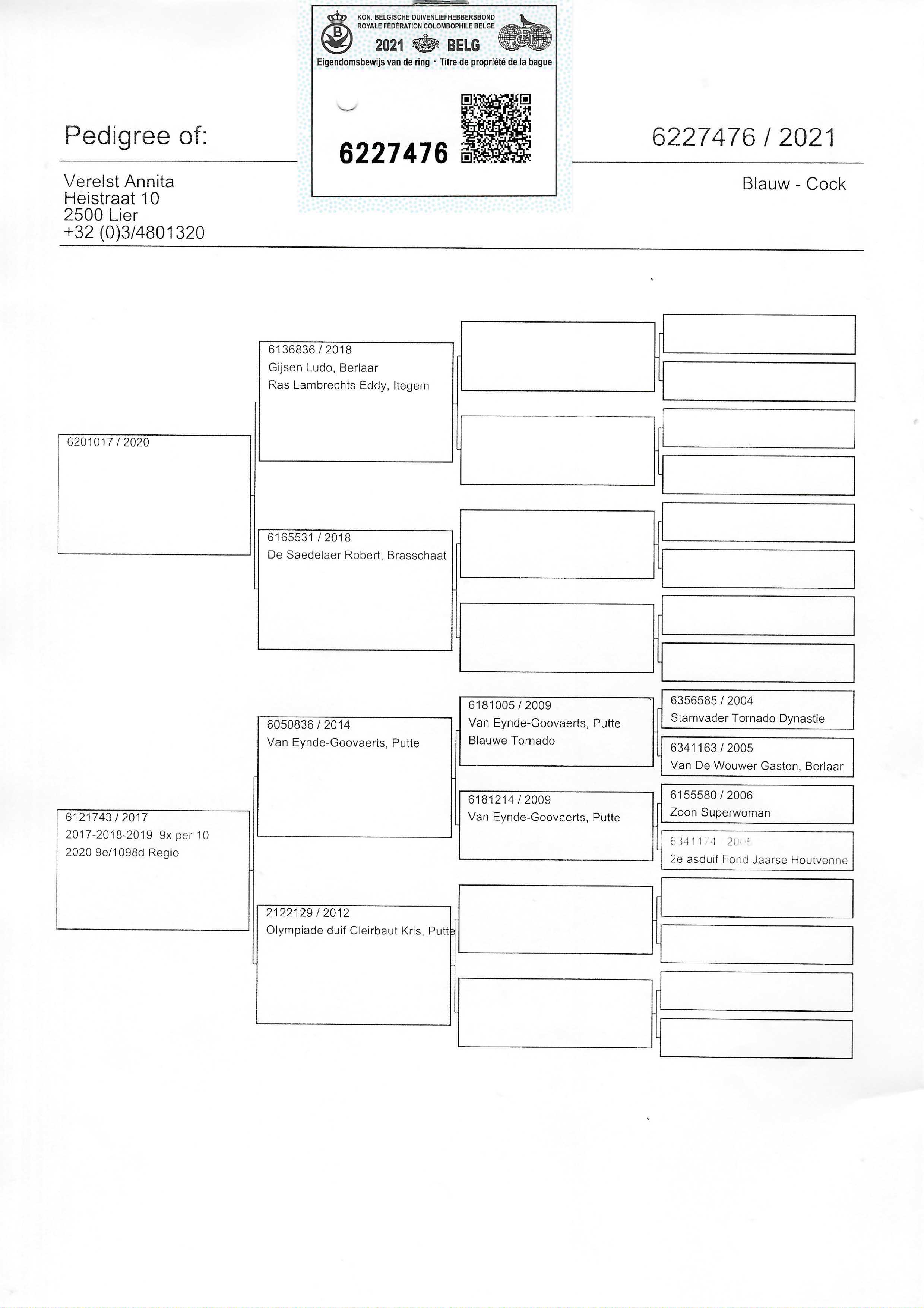 Pigeon pedigree image