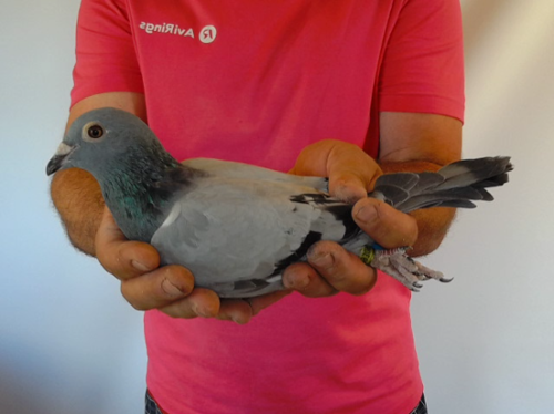 Pigeon image