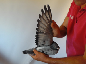 Pigeon image