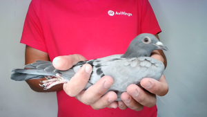 Pigeon image