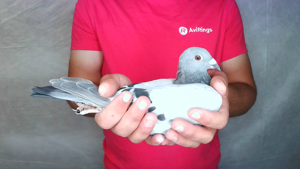 Pigeon image