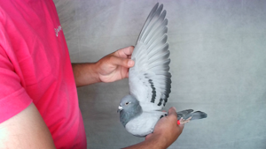 Pigeon image