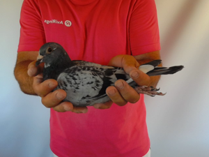 Pigeon image