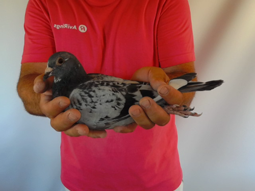 Pigeon image