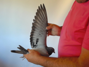 Pigeon image