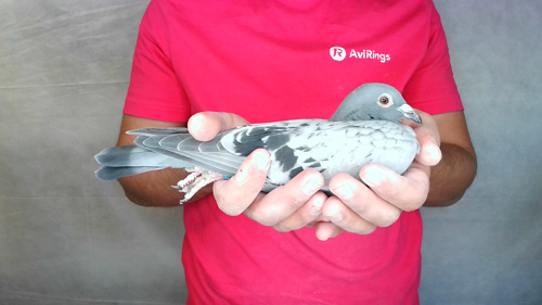 Pigeon image