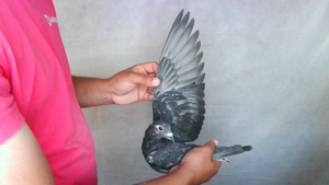 Pigeon image