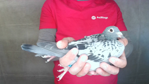 Pigeon image