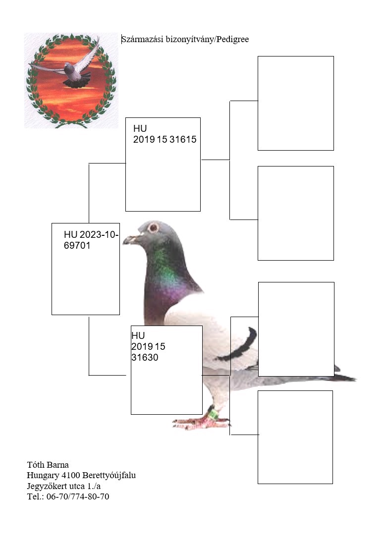 Pigeon pedigree image