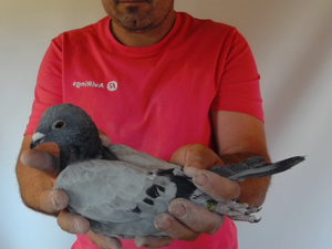 Pigeon image