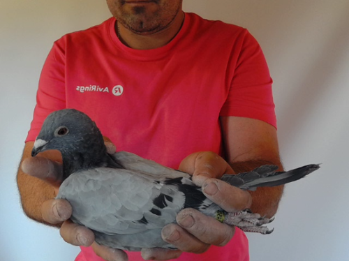 Pigeon image