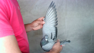 Pigeon image