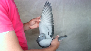 Pigeon image