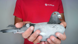 Pigeon image