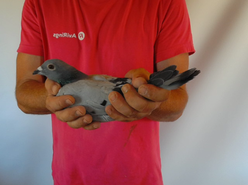 Pigeon image