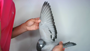 Pigeon image