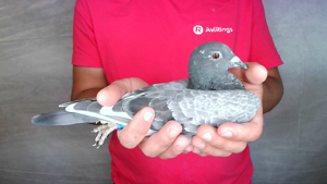 Pigeon image