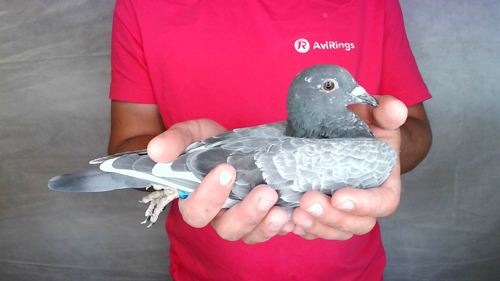 Pigeon image
