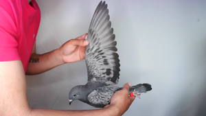 Pigeon image