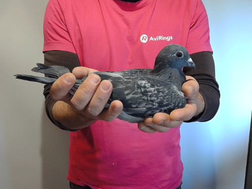 Pigeon image