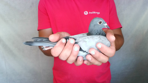 Pigeon image