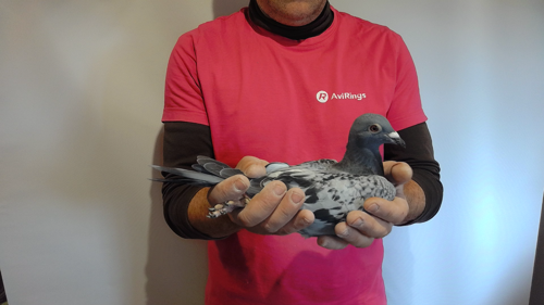 Pigeon image