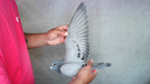 Pigeon image