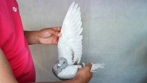 Pigeon image