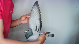 Pigeon image