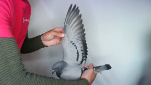 Pigeon image