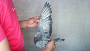 Pigeon image