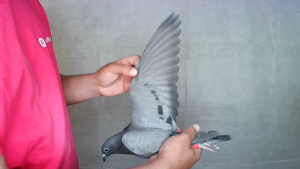 Pigeon image