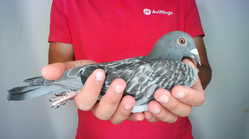 Pigeon image