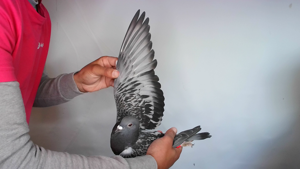 Pigeon image