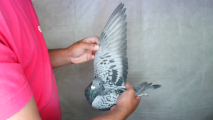 Pigeon image