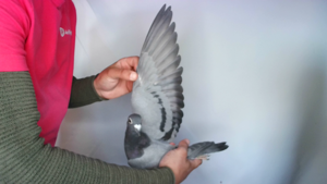 Pigeon image