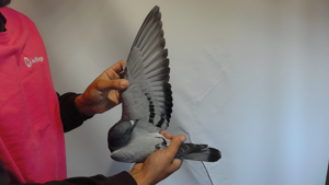 Pigeon image