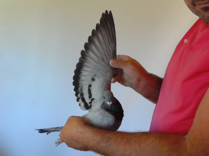 Pigeon image