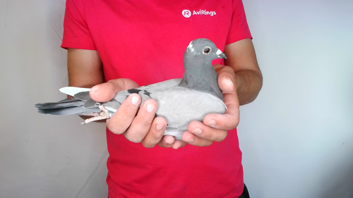 Pigeon image